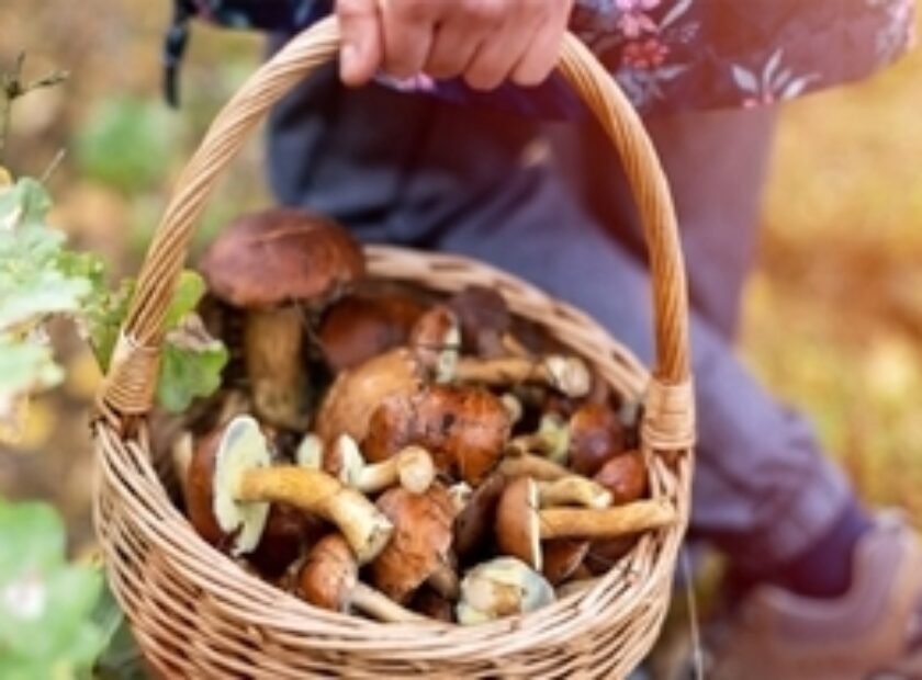 Champignons